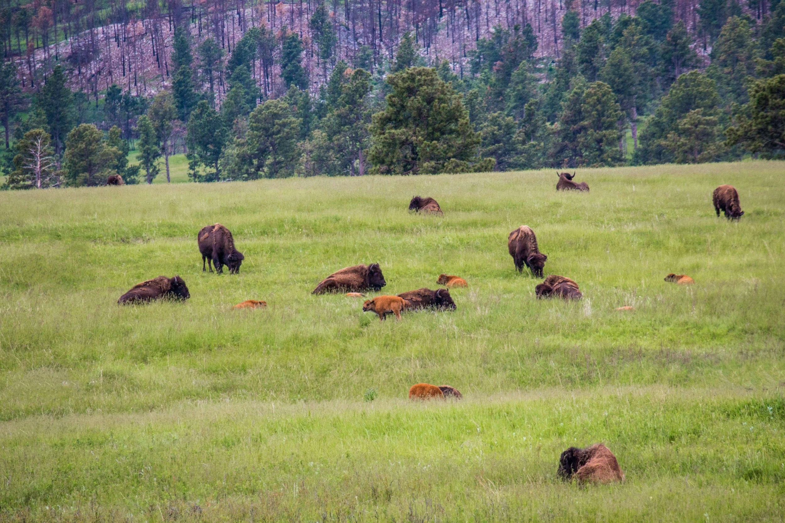 Image of South Dakota RV Camping