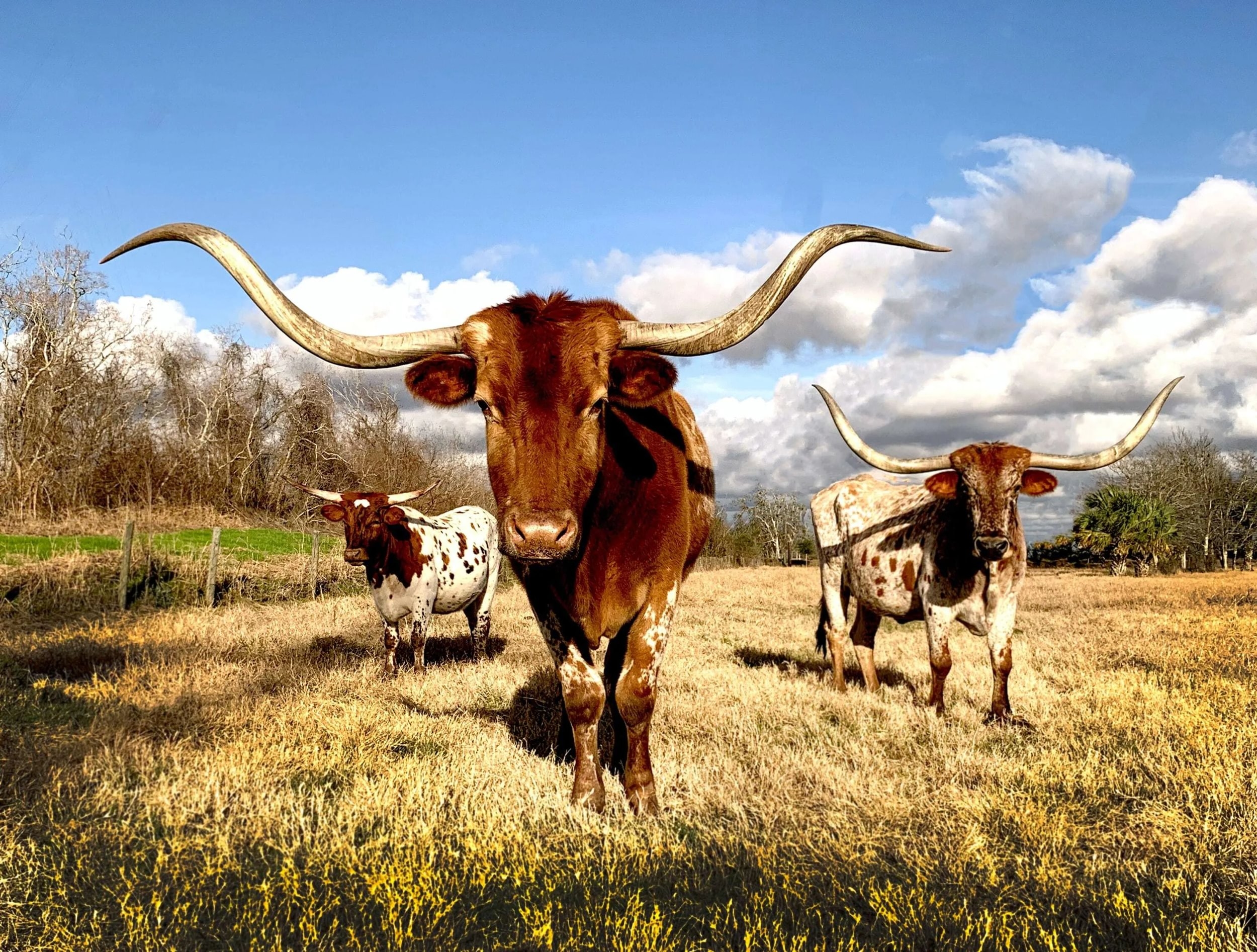 Image of Texas RV Camping