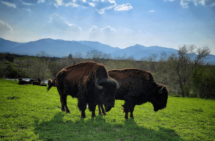 Diamond P GrassRoots Bison Ranch with Montana Max