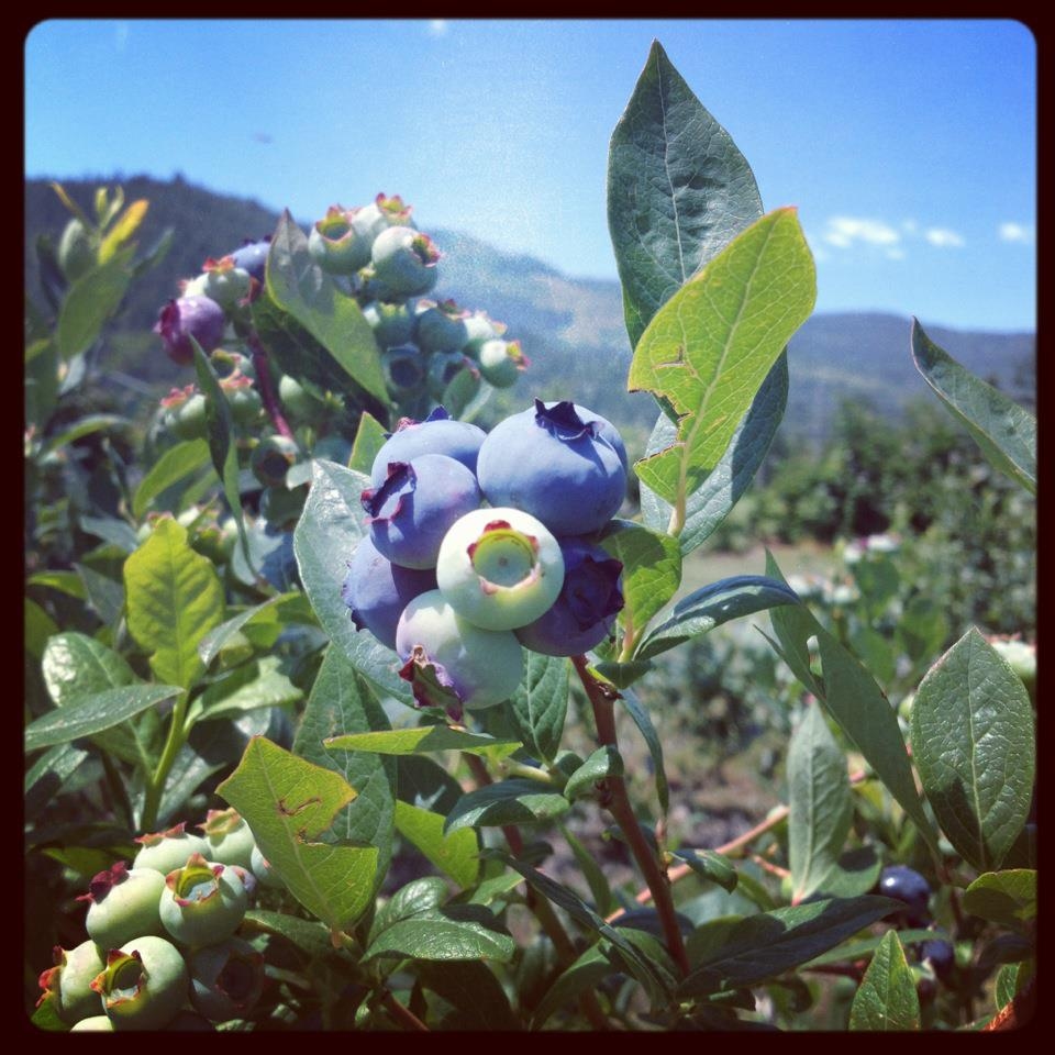 wp-content-uploads-2022-06-18-blueberries.jpg