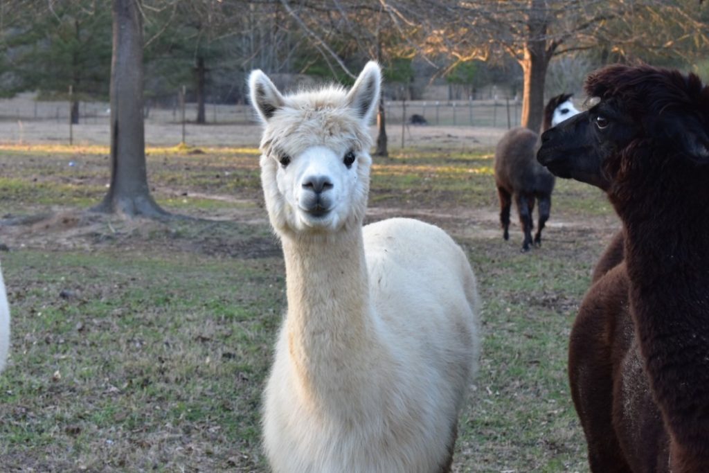 Alpaca