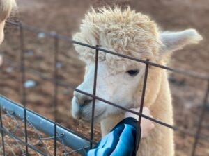 wp-content-uploads-2021-03-NM-Windursh-Alpacas-300x225.jpg