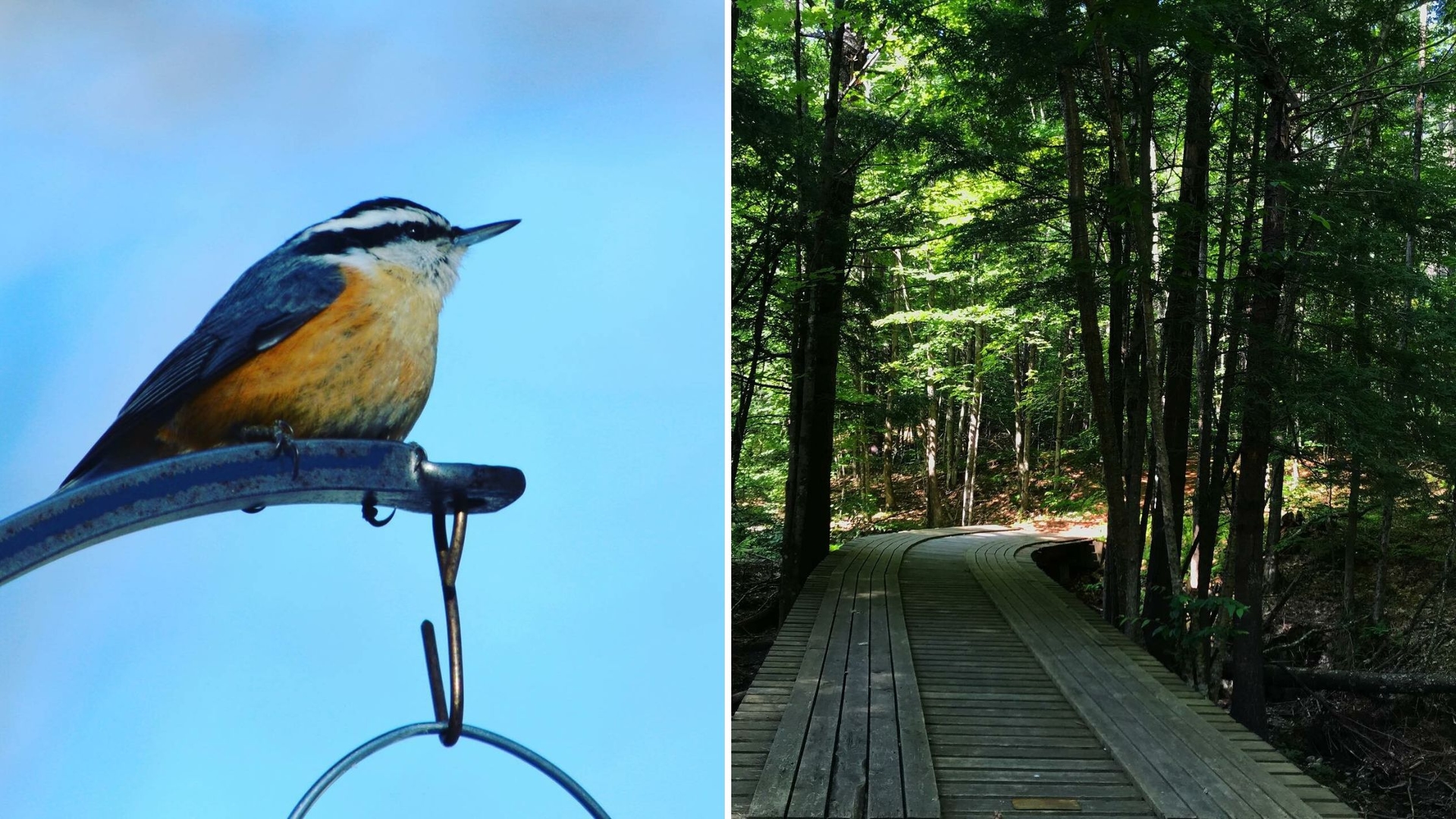 Birds of Vermont Museum.jpg