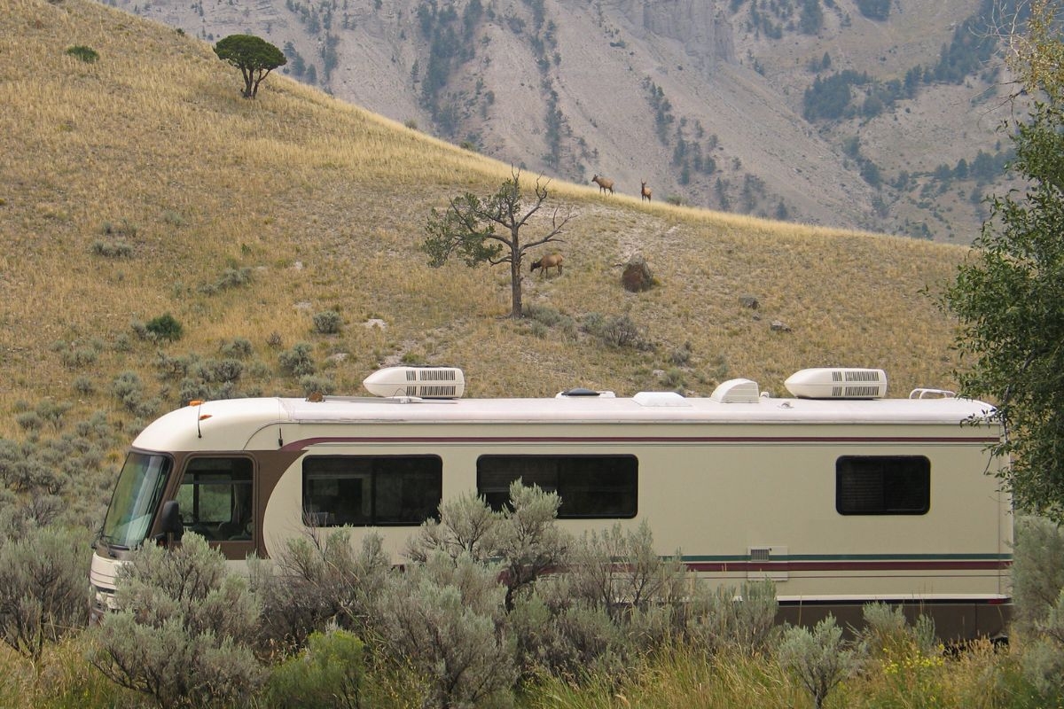 Elk on a hillside near a motorhome at a camp near Yellowtone