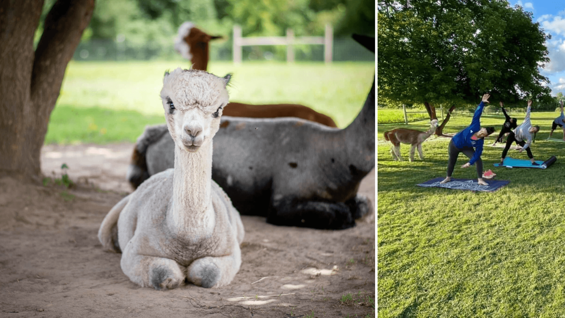 Ladue Alpacas.png