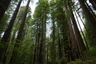 Redwood National Park