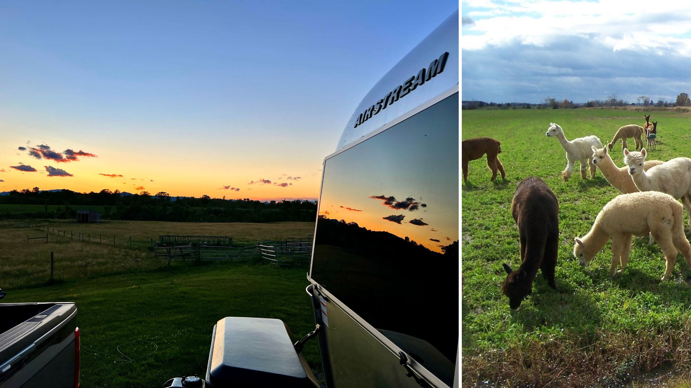 Champlain Valley Alpacas and Beef.jpg